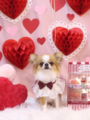 20240224プリューくん